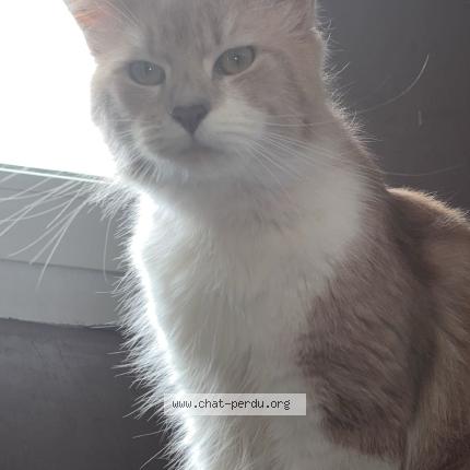 Photo 1/1 Caramel Chat perdu à Saint etienne