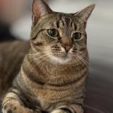 Photo de chat perdu à Tinqueux