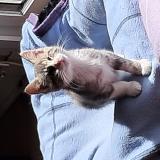 Photo de chat perdu à Franqueville St Pierre