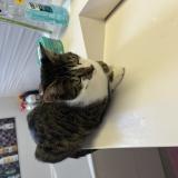 Photo de chat perdu à Brie Comte Robert