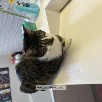 Photo 1/1 Ima Chat perdu à Brie comte robert