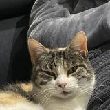 Photo de chat perdu à Mouettes