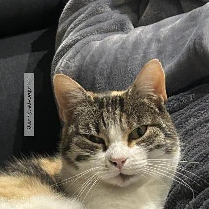 Photo 1/1 Nougatine Chat perdu à Mouettes