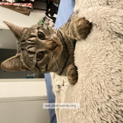 Photo 1/1 kitsune Chat perdu à Nimes