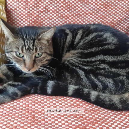 Photo 1/1 Moët Chat perdu à Beugnies