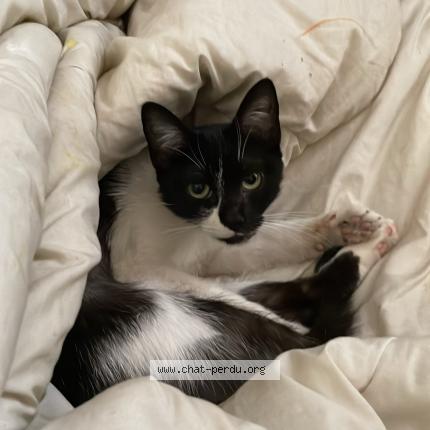Photo 1/1 Boubi Chat perdu à Gentilly