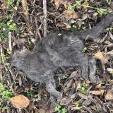 Photo de chat trouvé à Huilly Sur Seille