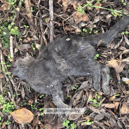 Photo 1/1 Chat trouvé Trouvé à Huilly sur seille