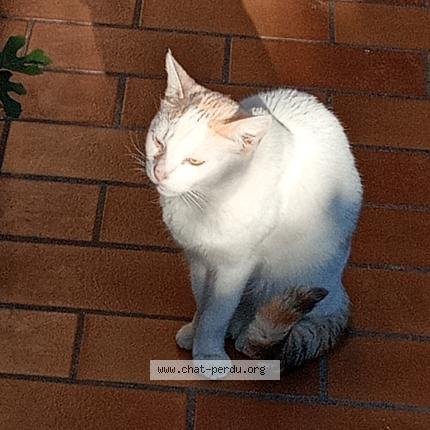 Photo 1/1 Chat trouvé Trouvé à Beziers