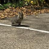 Photo de chat trouvé à Nimes