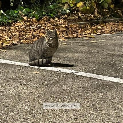Photo 1/1 Chat trouvé Trouvé à Nimes