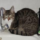 Photo de chat trouvé à Reims