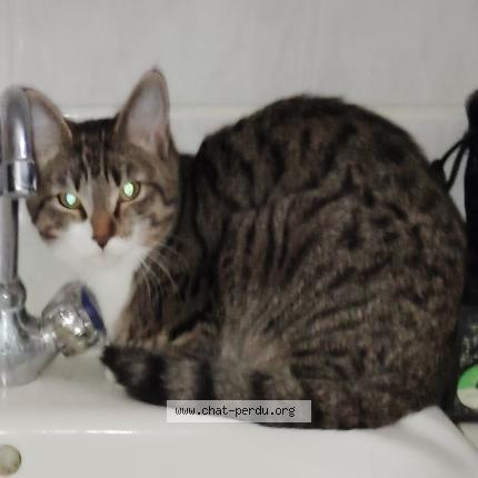 Photo 1/1 Chat trouvé Trouvé à Reims