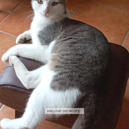 Photo 1/1 Angus Chat perdu à St martin de la place