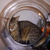 Photo de chat perdu à Verneuil Sur Avre