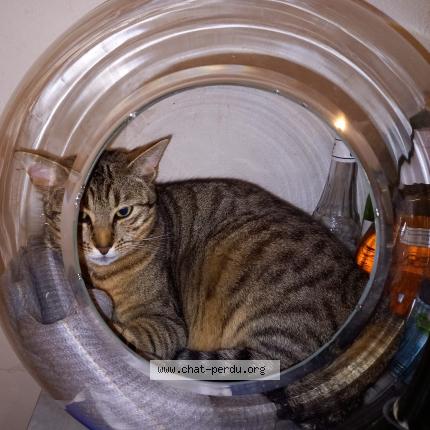 Photo 1/1 Catsby Chat perdu à Verneuil sur avre