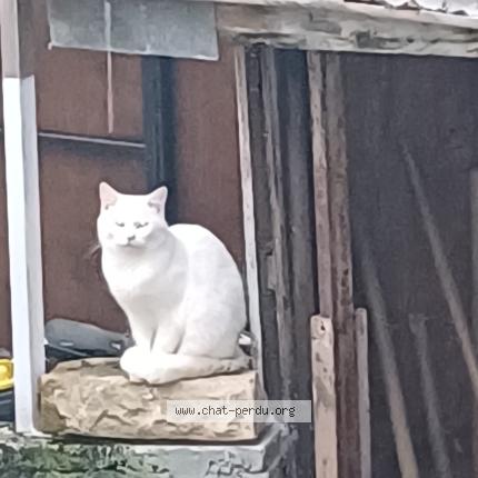 Photo 1/1 Chat trouvé Trouvé à Cran gevrier