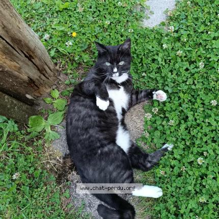 Photo 1/1 Grisette Chat perdu à Marconnelle