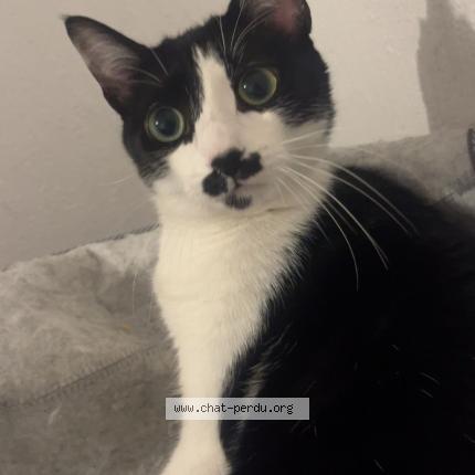 Photo 1/1 Galatea Chat perdu à Toulouse