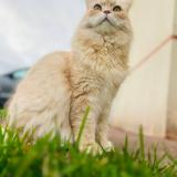 Photo de chat perdu à Saint Marguerite De L Autel