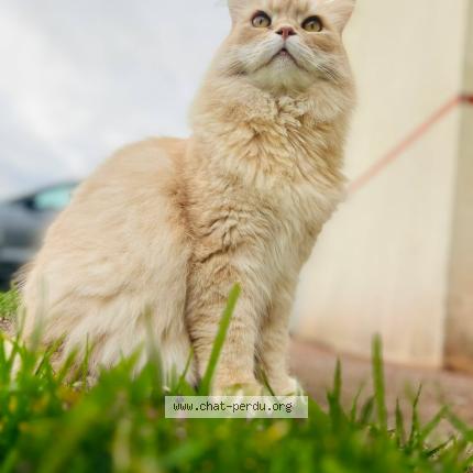 Photo 1/1 Roupettes Chat perdu à Saint marguerite de l autel