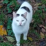 Photo de chat trouvé à Lacrost