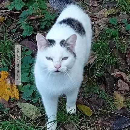 Photo 1/1 Chat trouvé Trouvé à Lacrost