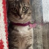 Photo de chat perdu à Sacramento