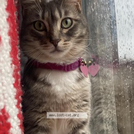 Photo 1/1 Bella Chat perdu à Sacramento