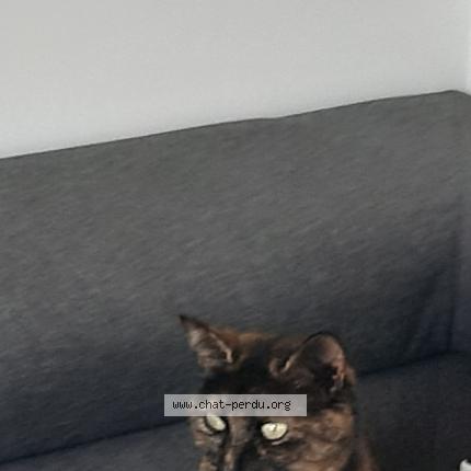 Photo 1/1 Fifa Chat perdu à Saint andre des eaux