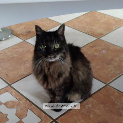 Photo 1/1 Chanel Chat perdu à Pringy