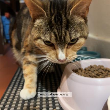 Photo 1/1 Chat trouvé Trouvé à Roche la moliere