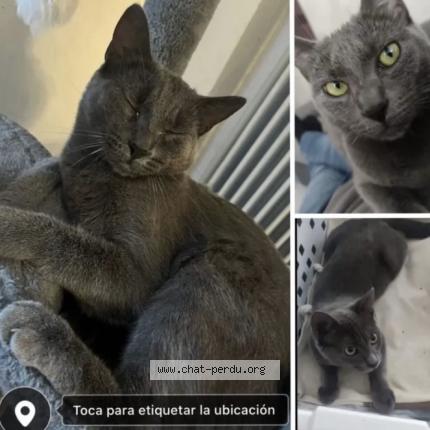 Photo 1/1 Baloo Chat perdu à Dijon