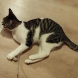 Photo de chat trouvé à Angouleme