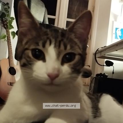 Photo 2/2 Chat trouvé Trouvé à Angouleme