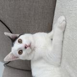 Photo de chat perdu à Villepinte