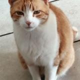 Photo de chat perdu à Cheraute