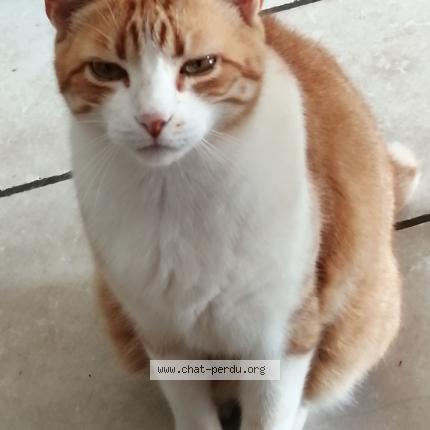 Photo 1/2 Kinou Chat perdu à Cheraute
