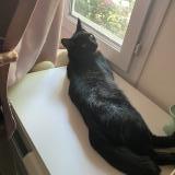 Photo de chat perdu à Plaisir