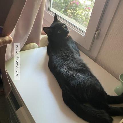 Photo 1/3 Chat retrouvé Perdu à Plaisir