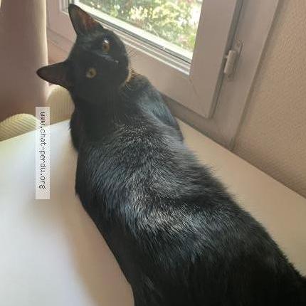 Photo 2/3 Chat retrouvé Perdu à Plaisir