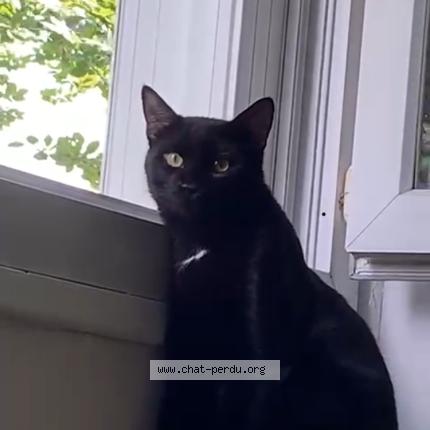 Photo 3/3 Chat retrouvé Perdu à Plaisir