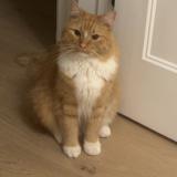 Photo de chat perdu à Laval