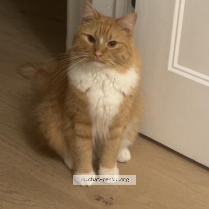 Photo 1/1 Kiko Chat perdu à Laval