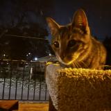 Photo de chat trouvé à St Louis