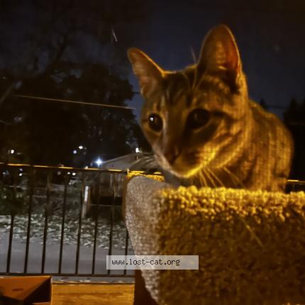 Photo 1/1 Chat trouvé Trouvé à St louis