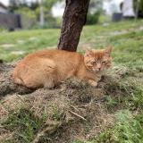 Photo de chat perdu à Kent