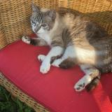 Photo de chat perdu à Payzac