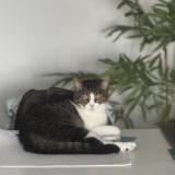 Photo de chat perdu à Ville La Grand