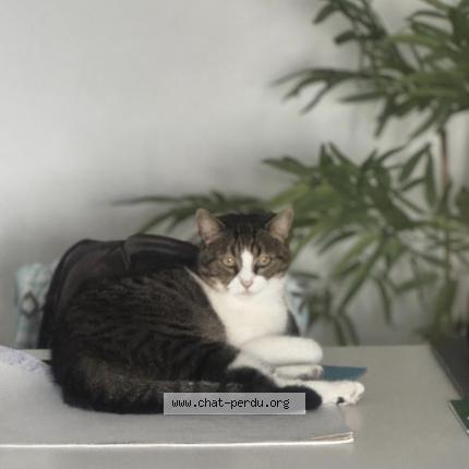 Photo de chat perdu à Ville La Grand